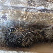 limpieza shunt Madrid