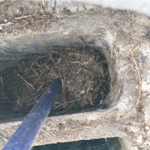 Limpieza nidos de pajaros en shunt